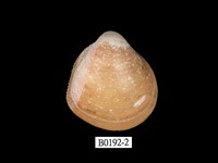 藏品(金絲鳥尾蛤)的圖片